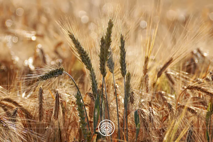 Comment-lutter-contre-le-decrochage-de-la-filiere-agro-alimentaire-francaise-